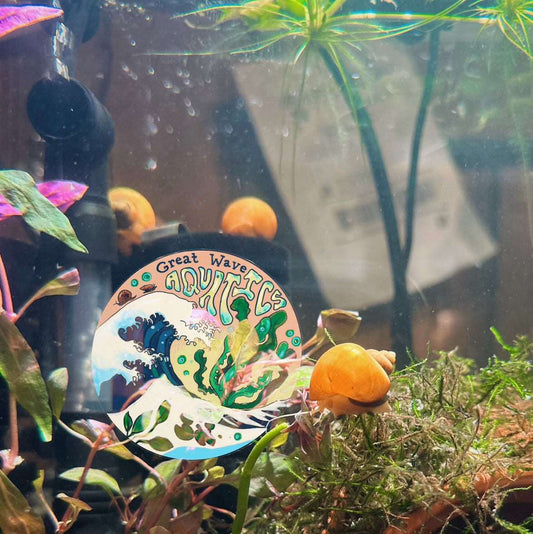 Add Colorful Life: Gold Mystery Snails - Great Wave Aquatics