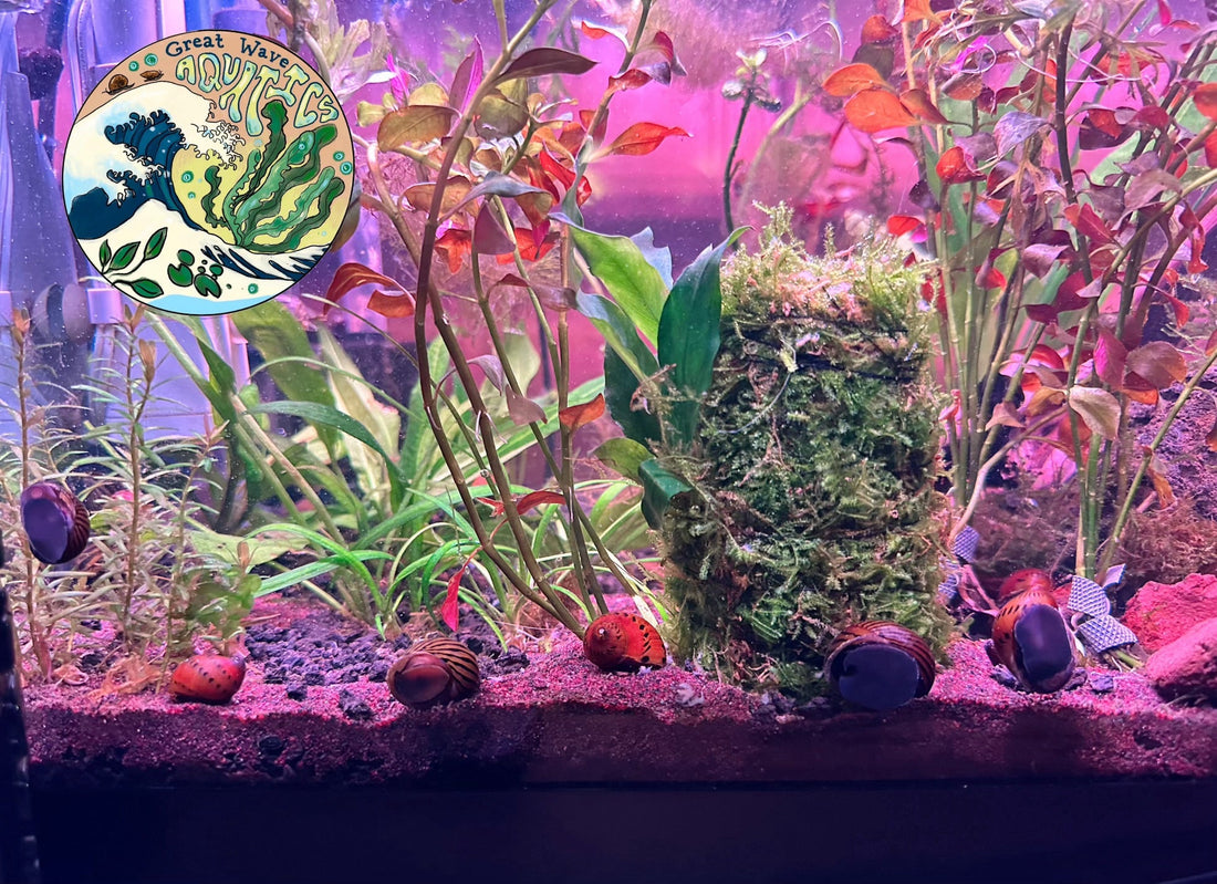 Aquatic Plants 101: The Wonder of Aquatic Snails - Great Wave Aquatics