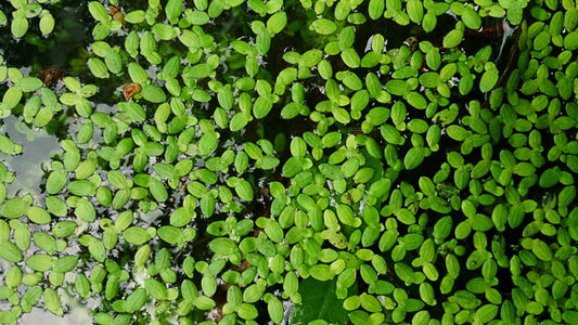 Duckweed - Lemna Minor