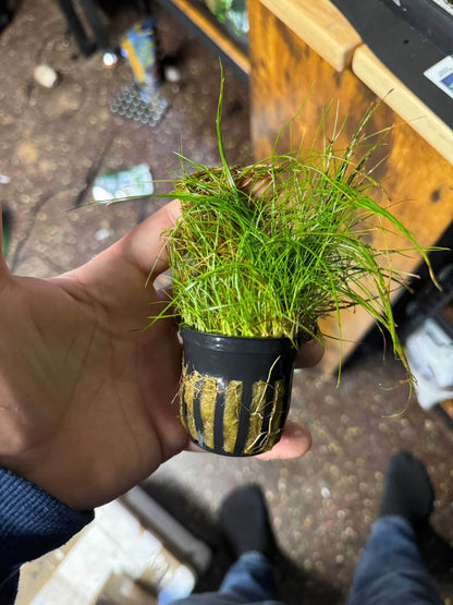 Dwarf Hairgrass - Eleocharis acicularis Great Wave Aquatics