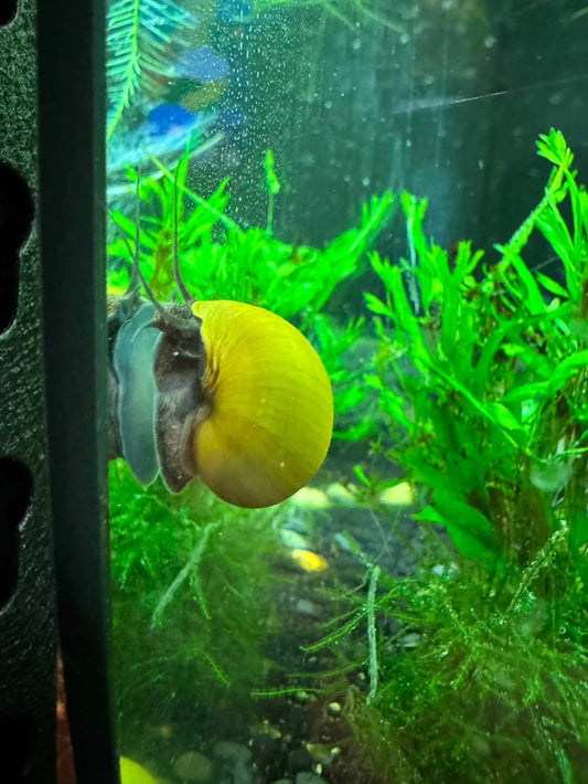 Green Jade Mystery Snails - Pomacea bridgesiiGreat Wave Aquatics