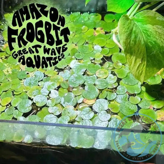 Amazon Frogbit - Limnobium laevigatum - Great Wave Aquatics