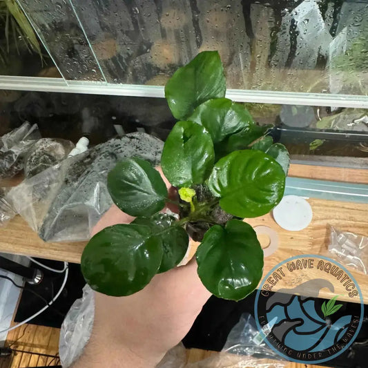 A hand holding Anubias Barteri Golden Coin - Anubias barteri sp., showcasing its lush, golden-green leaves ideal for aquariums.