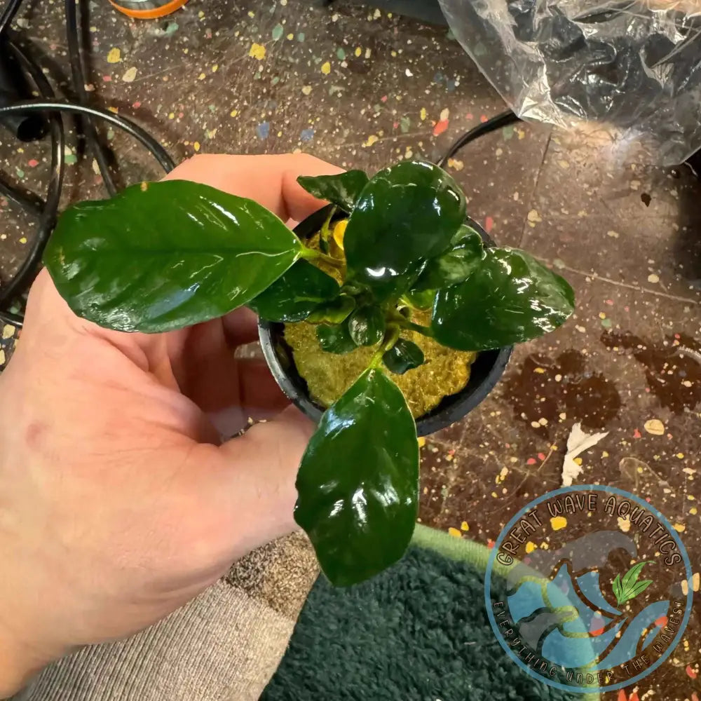 A hand holding a potted Anubias Coffeefolia plant, showcasing its ruffled leaves and coffee-colored undersides, ideal for aquariums.