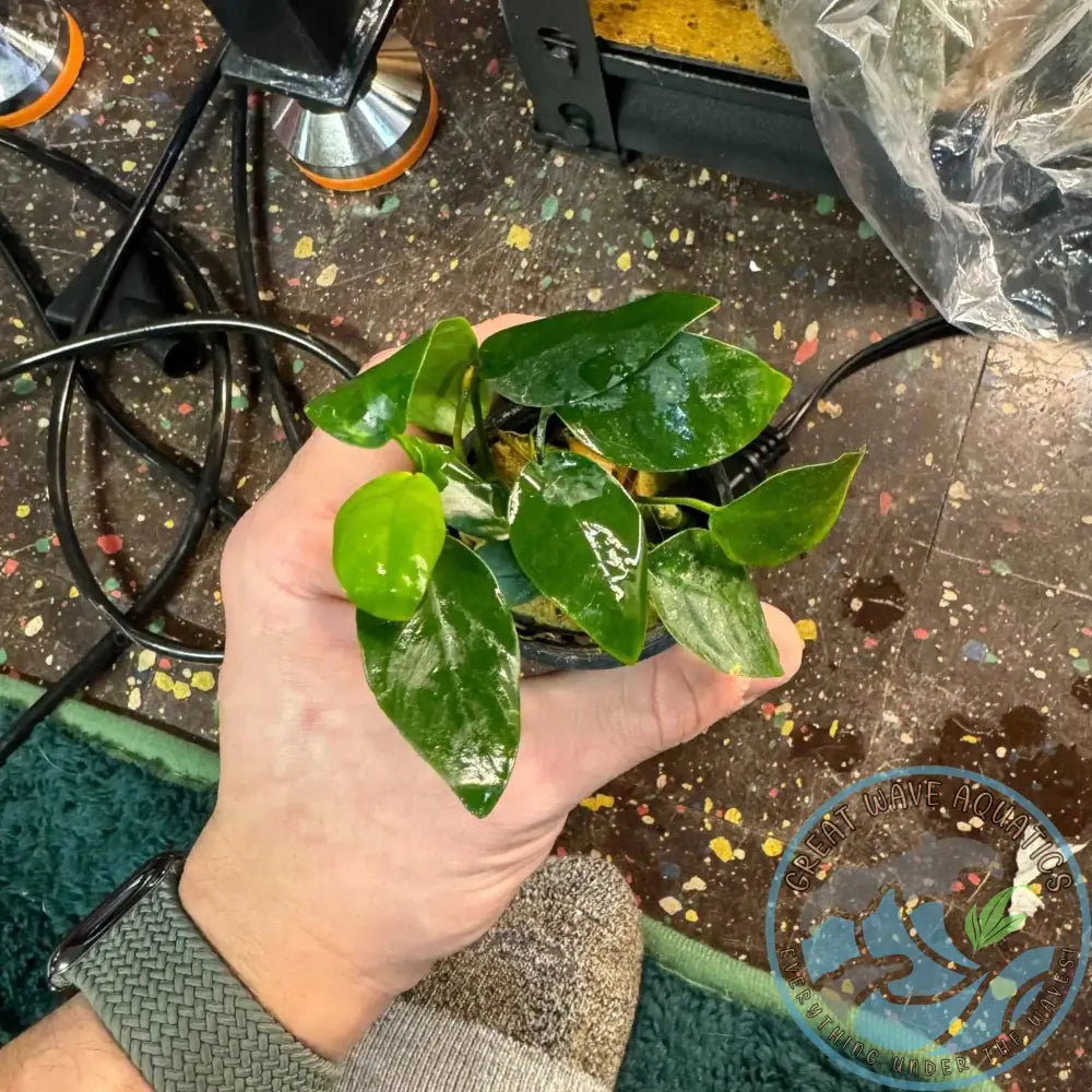 A hand holding Anubias Nana (Anubias barteri var. nana) plant, showcasing its lush green leaves and compact size, ideal for aquariums.