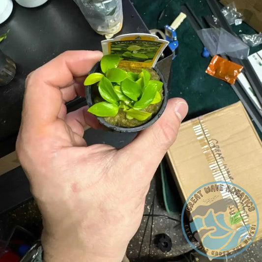 A hand holding a potted Anubias Nana Golden plant with vibrant golden-green leaves, ideal for aquarium decoration.