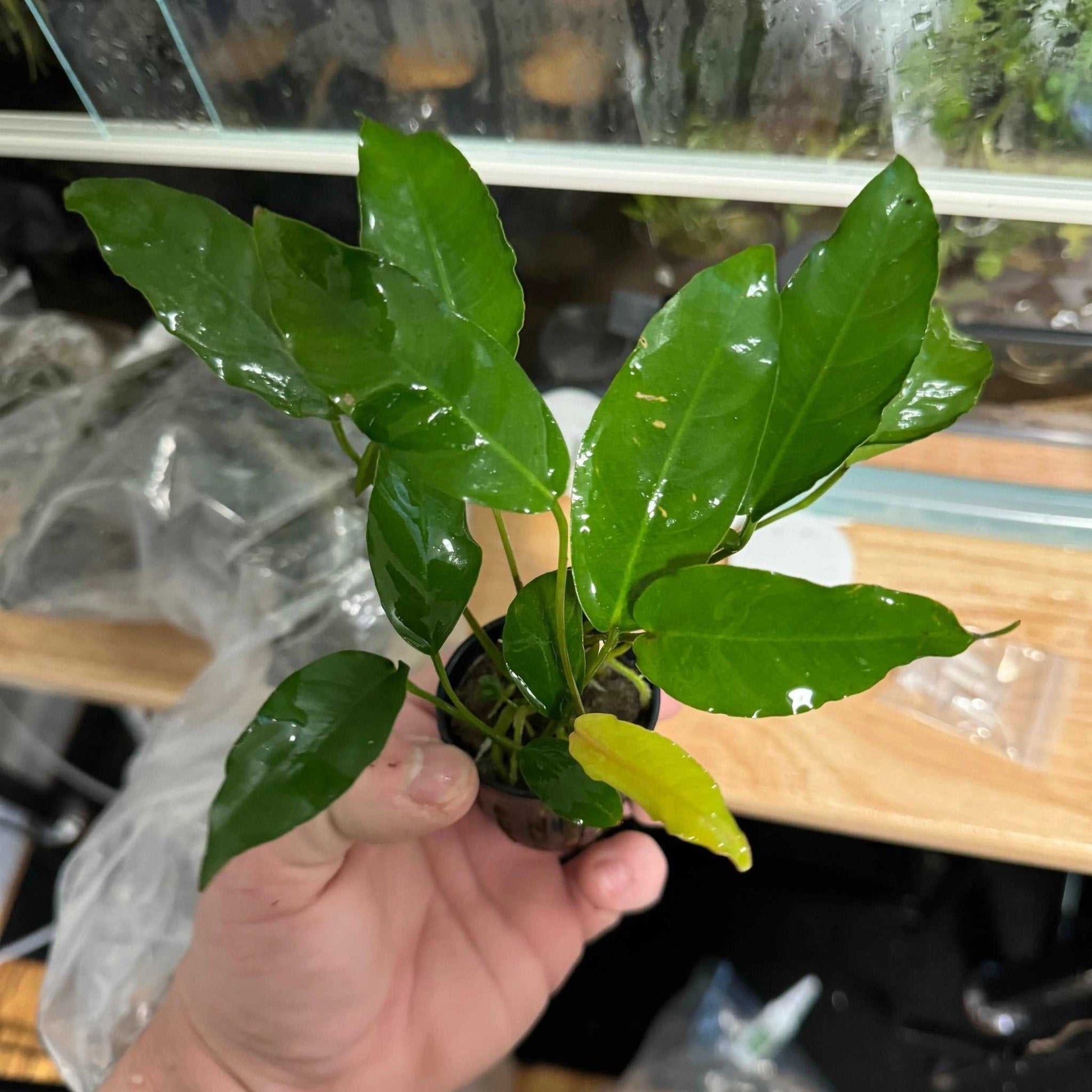 A hand holding Anubias Short and Sharp, a compact aquatic plant with uniquely pointed leaves, ideal for aquascaping and low-maintenance aquarium setups.