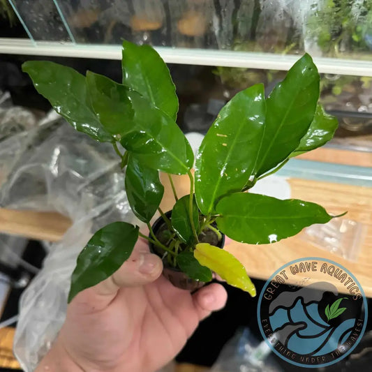 A hand holding Anubias Short and Sharp, a compact aquatic plant with uniquely pointed leaves, ideal for aquascaping and low-maintenance aquarium setups.