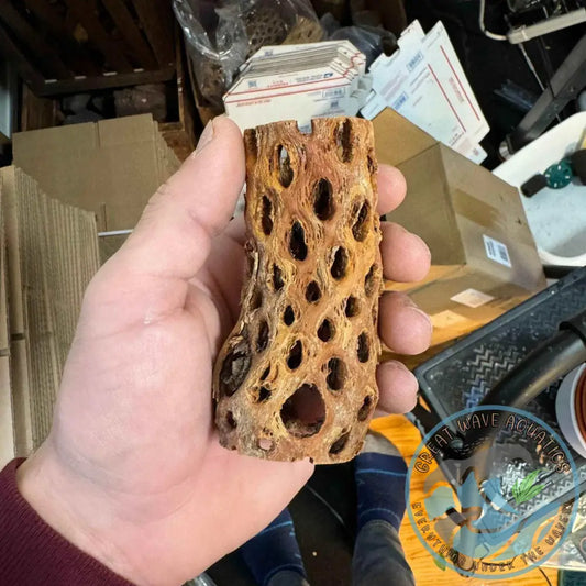 A hand holding a Cholla Wood 4in Tunnel, a natural hideaway for aquatic pets, showcasing its porous, rustic texture.