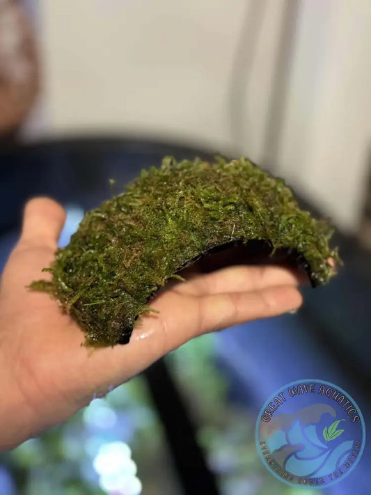 Christmas Moss Coconut Bridge Great Wave Aquatics