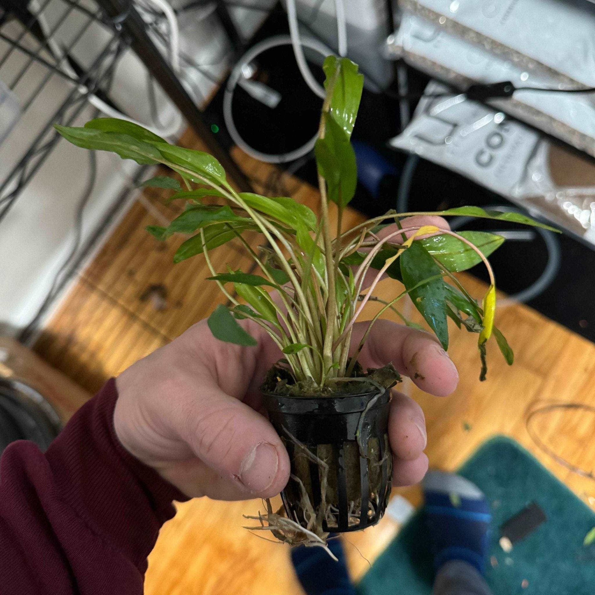 A hand holding a potted Cryptocoryne Lutea, showcasing its lush, green leaves ideal for enhancing any freshwater aquarium.