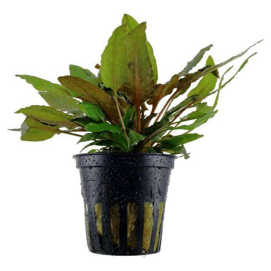 Cryptocoryne Wendtii Tropica in a pot, showcasing lush green foliage, perfect for enhancing aquascapes with its tropical elegance and moderate growth.