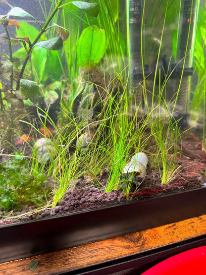 Dwarf Hairgrass - Eleocharis acicularis - Great Wave Aquatics