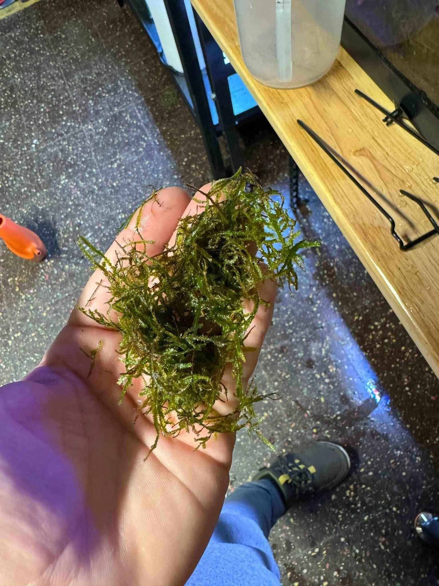 Java Moss (5g) - Taxiphyllum barbieri - Great Wave Aquatics