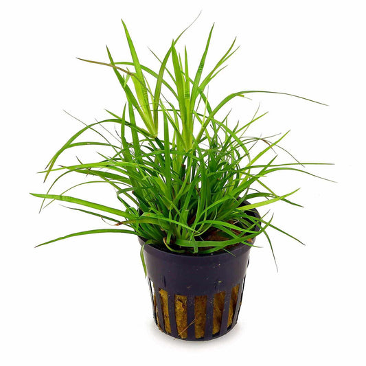 Juncus Repens - Great Wave Aquatics