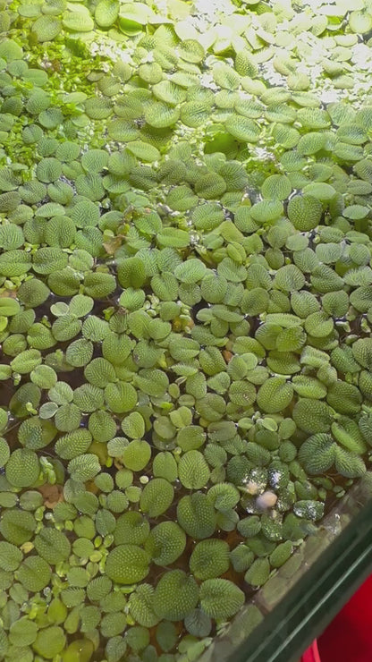 Water Spangles - Salvinia minima