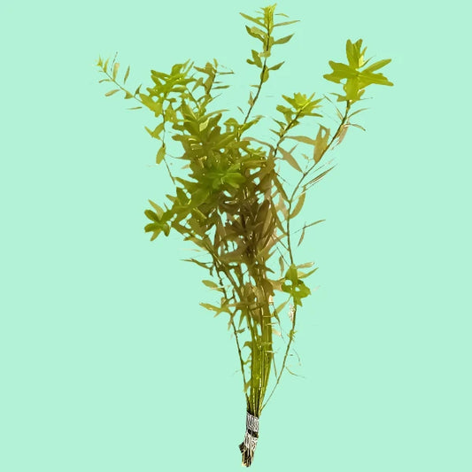 Rotala Indica - Rotala Rotundfolia sp. - Great Wave Aquatics