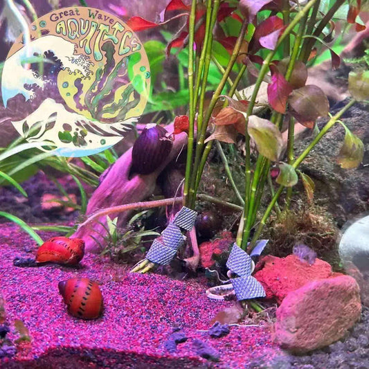 Tiger Nerite Snails - Neritina semiconca - Great Wave Aquatics