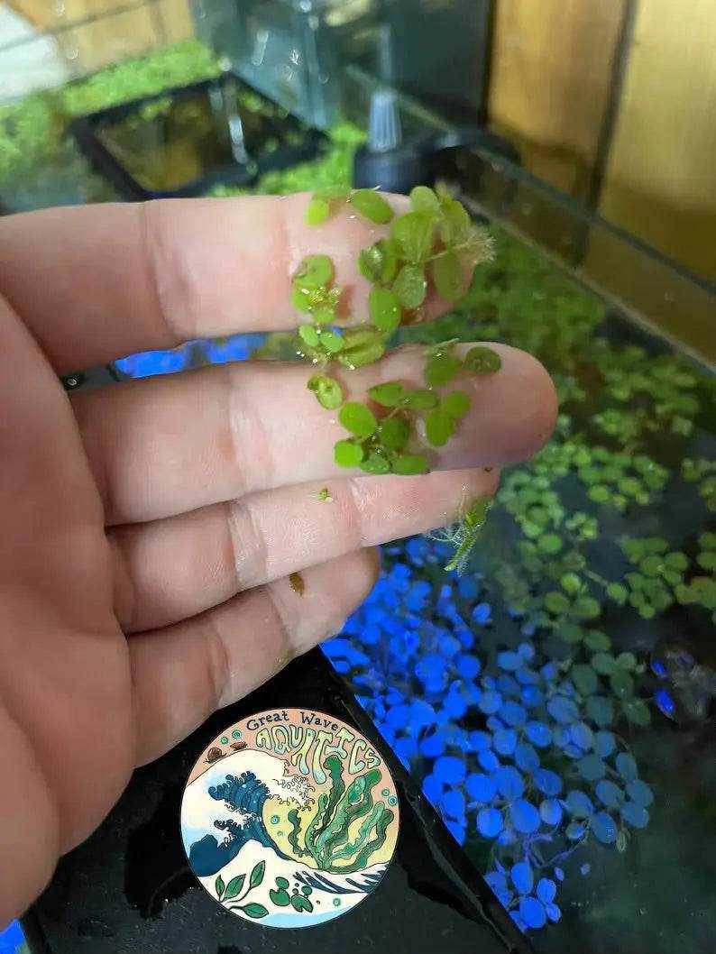 Water Spangles - Salvinia minima - Great Wave Aquatics