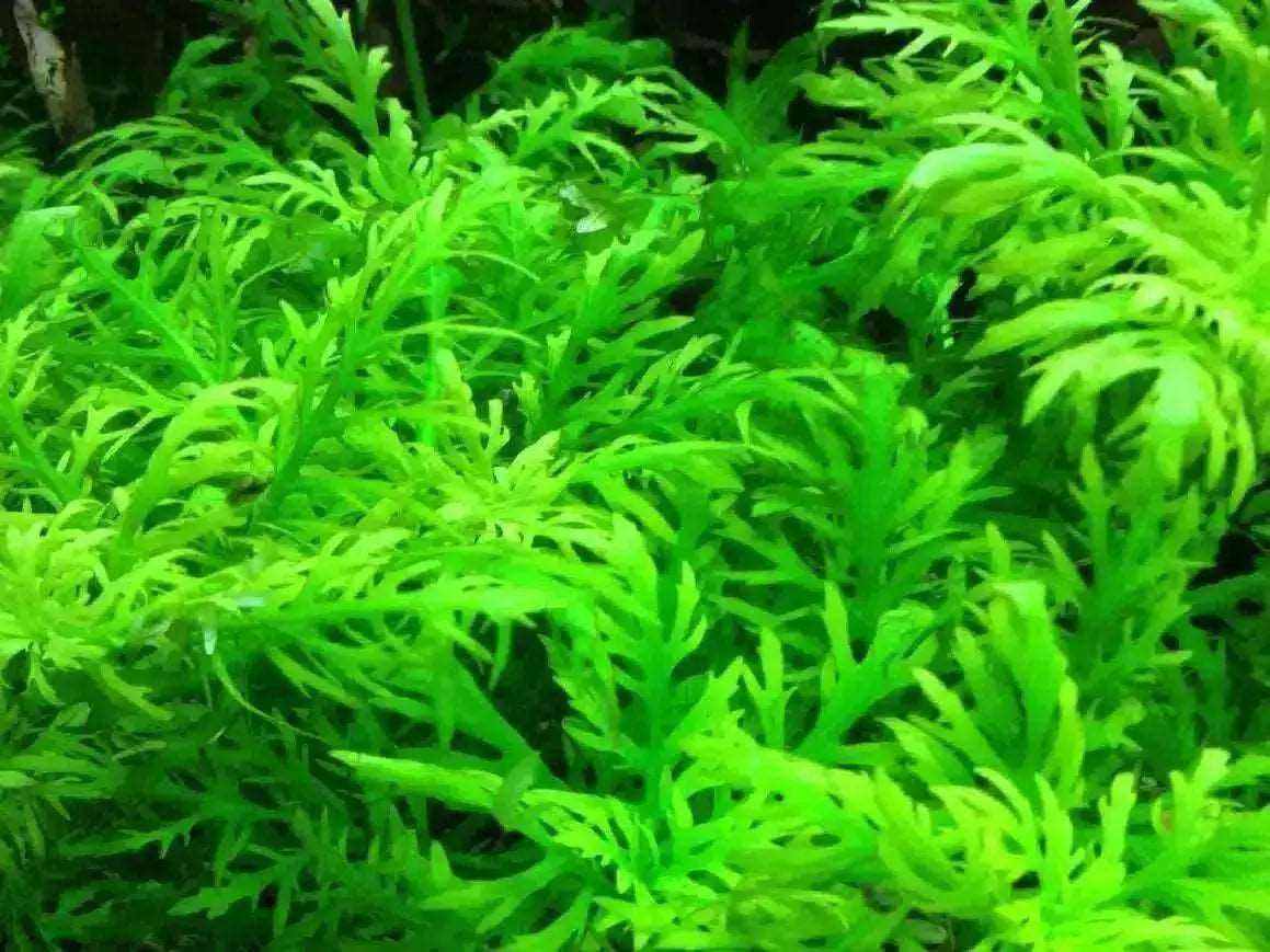 Water Wisteria - Hygrophila difformis - Great Wave Aquatics